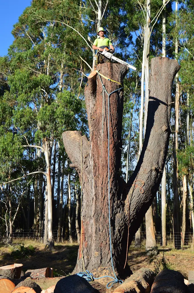 Makerikeri Silviculture field work